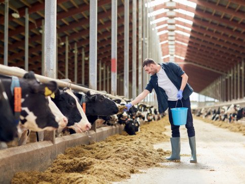 a man feeding cows in the barn