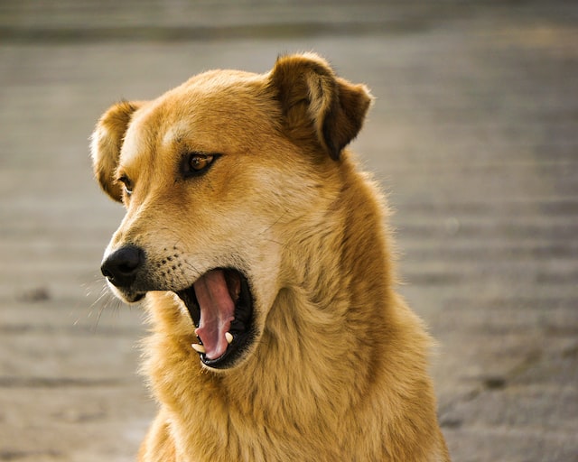a brown dog yawning